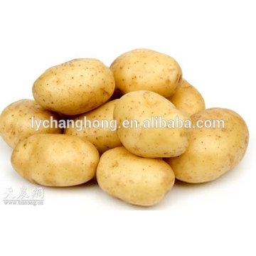 2014 Shandong nouvelle culture de pommes de terre au prix (80-150g, 100-200g, 200g en haut)